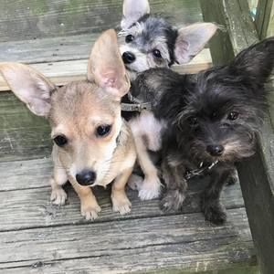 Meet your Posher, Laurinda